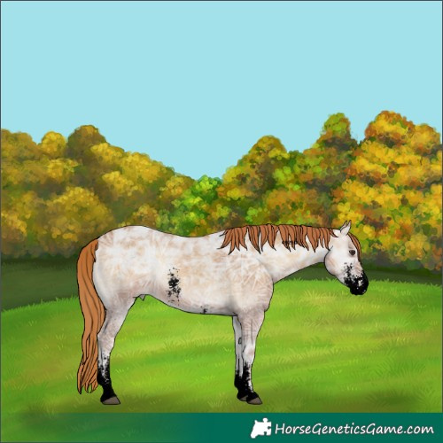 Horse Color:Void Red Onyx Ice Sabino 