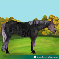 Horse Color:Void Watercolor Red Dun Roan Pearl Sabino Appaloosa 