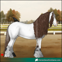 Horse Color:White Spotted Bay Dun Near Fewspot 