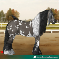 Horse Color:Gray White Spotted Grullo
