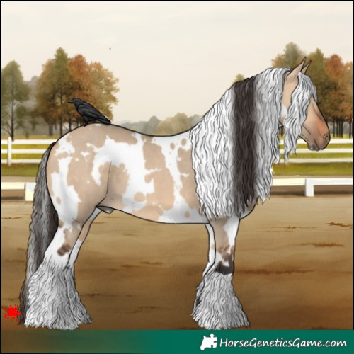 Horse Color:White Spotted Bay Dun 