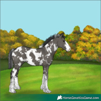 Horse Color:White Spotted Grullo 