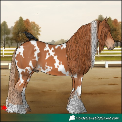 Horse Color:White Spotted Chestnut 