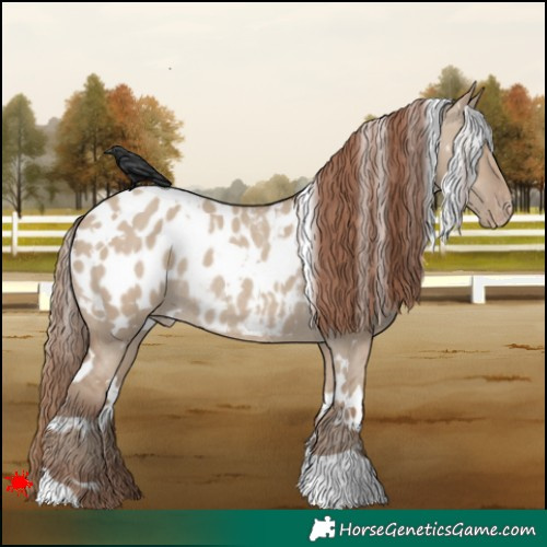 Horse Color:White Spotted Classic Champagne Dun Appaloosa Rabicano