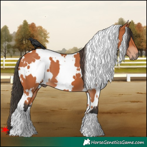 Horse Color:White Spotted Bay 