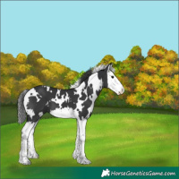 Horse Color:White Spotted Black Splash