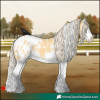 Horse Color:White Spotted Palomino Dun Splash Appaloosa 
