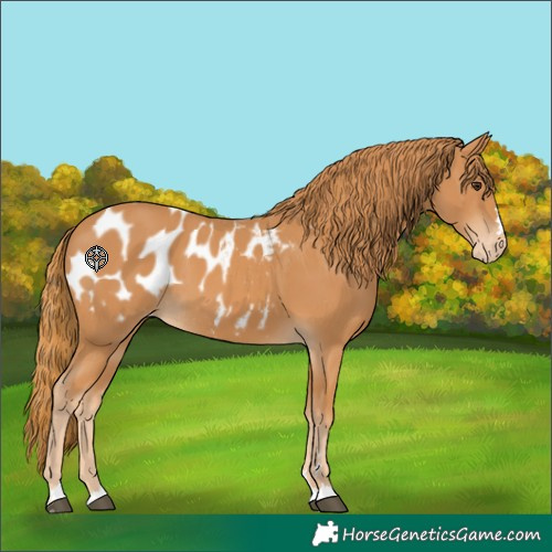 Horse Color:Chestnut Appaloosa 