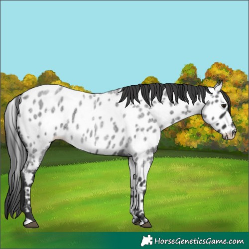 Horse Color:Blue Roan Near Leopard 