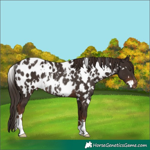 Horse Color:White Spotted Liver Chestnut Appaloosa Rabicano 