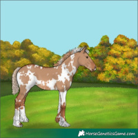 Horse Color:White Spotted Red Dun