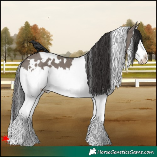 Horse Color:White Spotted Smoky Grullo Splash 