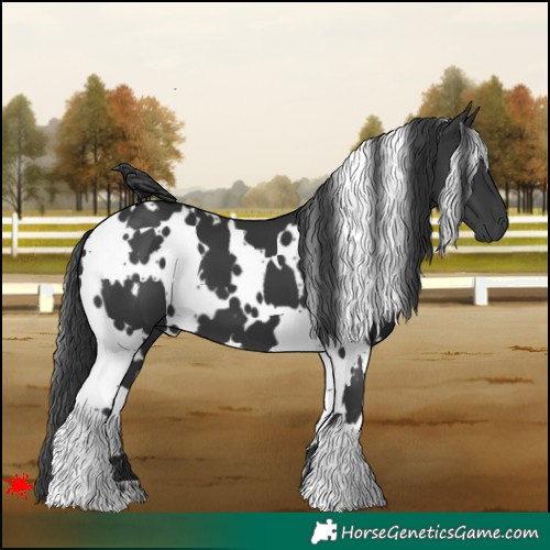 Horse Color:White Spotted Black 