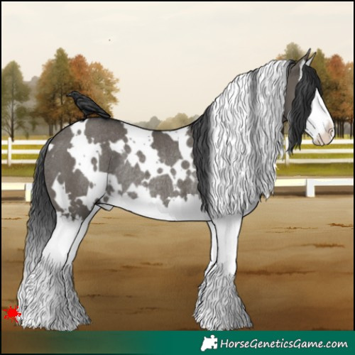 Horse Color:White Spotted Grullo Splash Rabicano