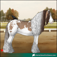 Horse Color:White Spotted Bay Dun Splash Varnish 