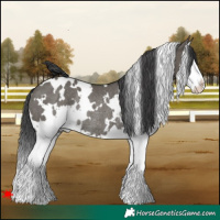 Horse Color:White Spotted Grullo Splash Rabicano