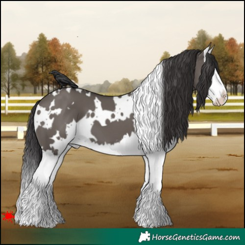 Horse Color:White Spotted Smoky Grullo Splash 