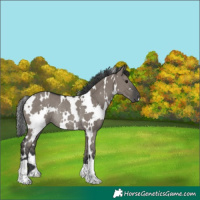 Horse Color:White Spotted Grullo Rabicano