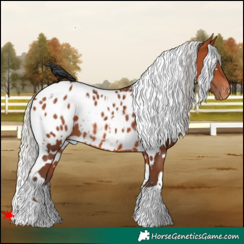Horse Color:White Spotted Silver Bay Appaloosa 