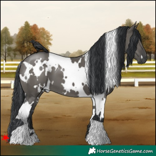 Horse Color:White Spotted Grullo 