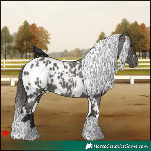 Horse Color:White Spotted Grullo Appaloosa 