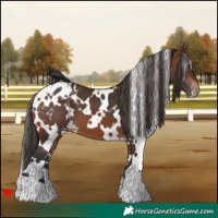 Horse Color:White Spotted Brown Appaloosa 