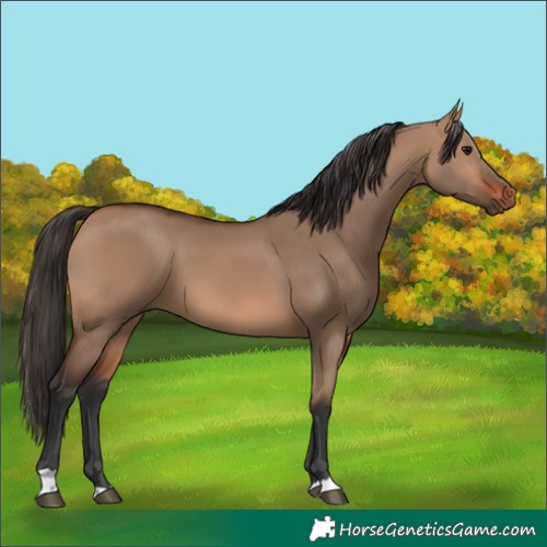 Horse Color:Bay Dun 