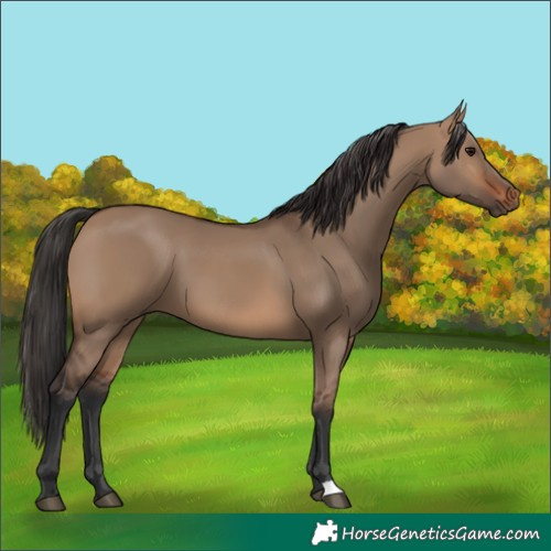 Horse Color:Brown Dun 