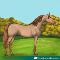 Horse Color:Red Dun