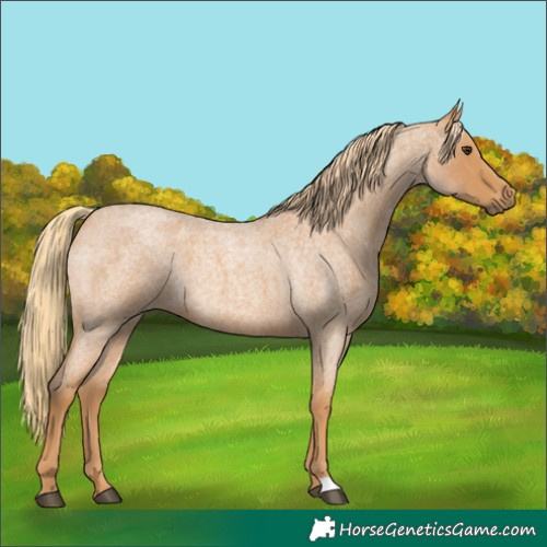 Horse Color:Red Roan 