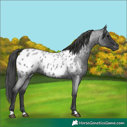 Horse Color:Blue Roan Appaloosa 