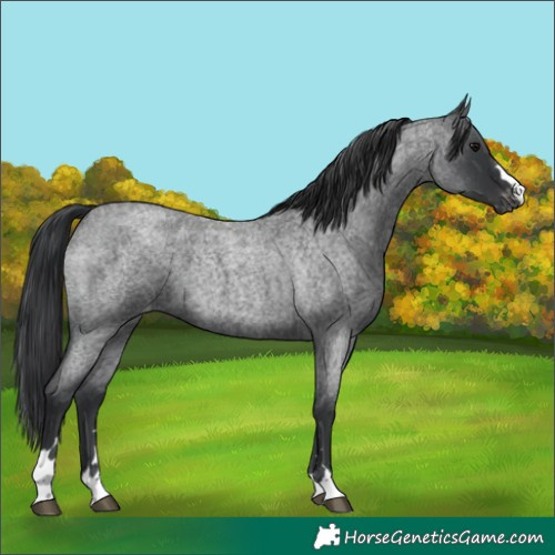 Horse Color:Blue Roan Appaloosa 