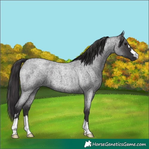 Horse Color:Smoky Blue Roan 