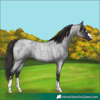 Horse Color:Smoky Blue Roan