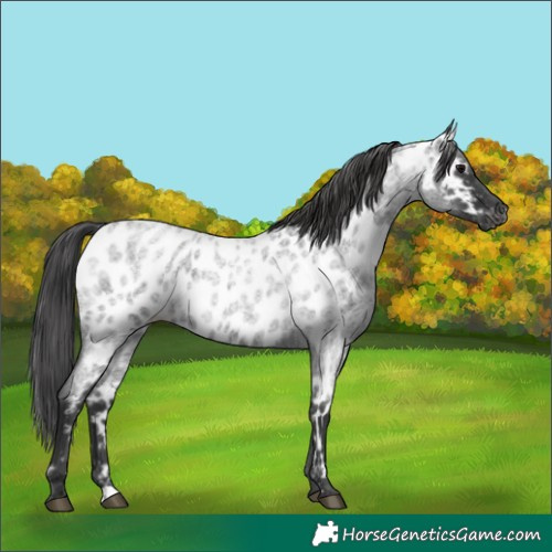 Horse Color:Blue Roan Appaloosa 