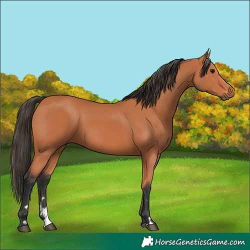 Horse Color:Bay 