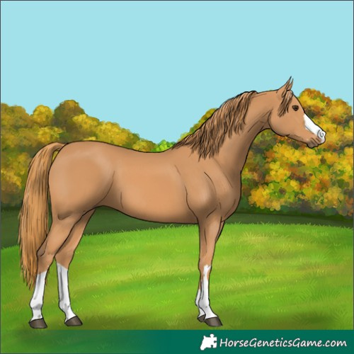 Horse Color:Chestnut 