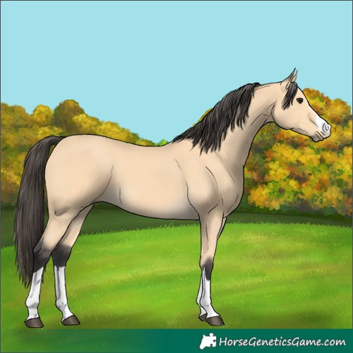 Horse Color:Buckskin 