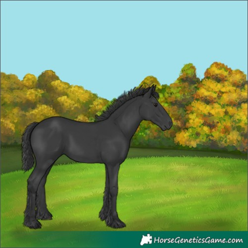 Horse Color:Black 