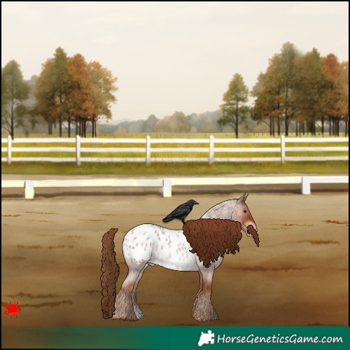 Horse Color:Red Roan Appaloosa