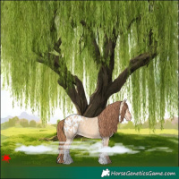 Horse Color:Red Dun Appaloosa