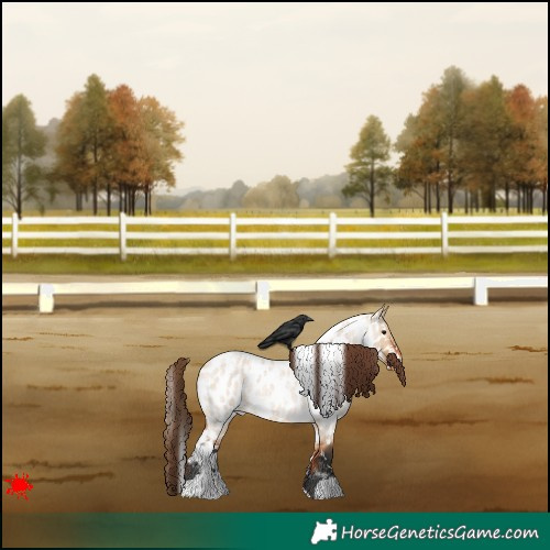 Horse Color:White Spotted Bay Roan Dun Appaloosa 
