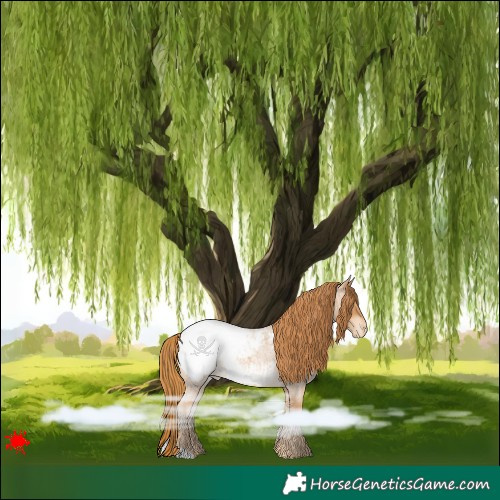 Horse Color:Red Roan Snowcap