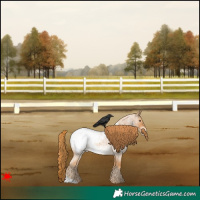 Horse Color:Red Roan Appaloosa