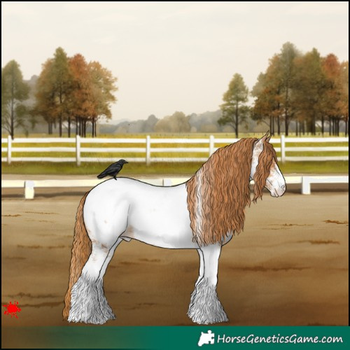 Horse Color:White Spotted Red Roan Appaloosa 