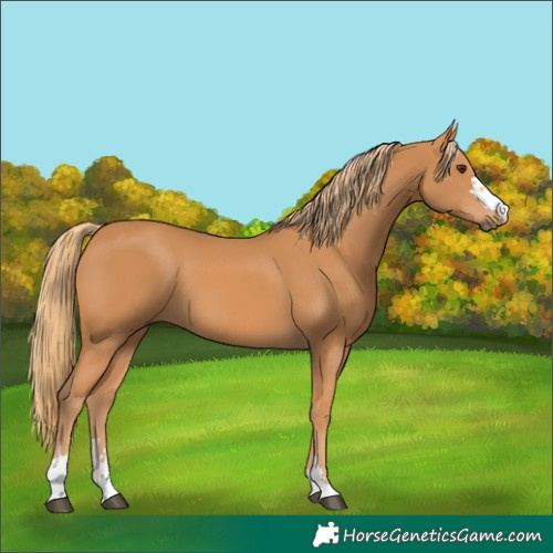Horse Color:Chestnut 