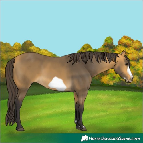 Horse Color:Buckskin Frame 