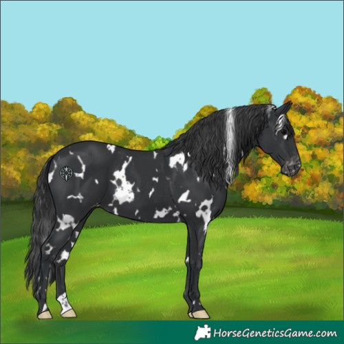 Horse Color:White Spotted Black Skewed Appaloosa 