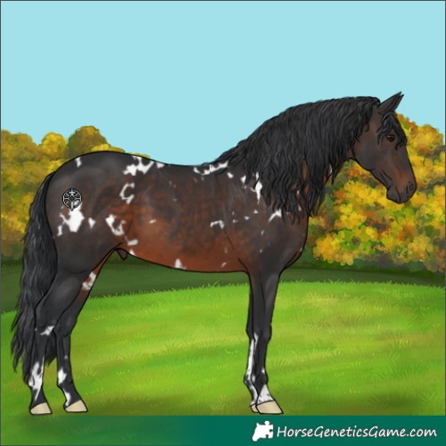 Horse Color:White Spotted Brown