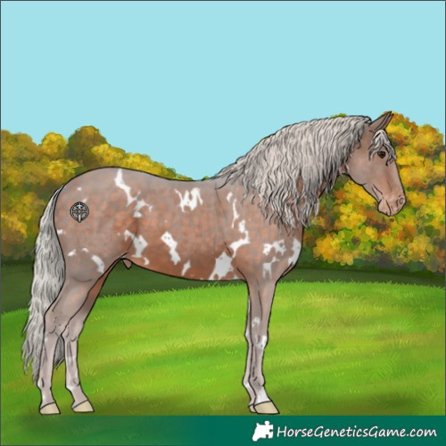 Horse Color:White Spotted Silver Brown Skewed Appaloosa